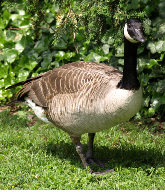 Kanadagans, Branta canadensis Altvogel